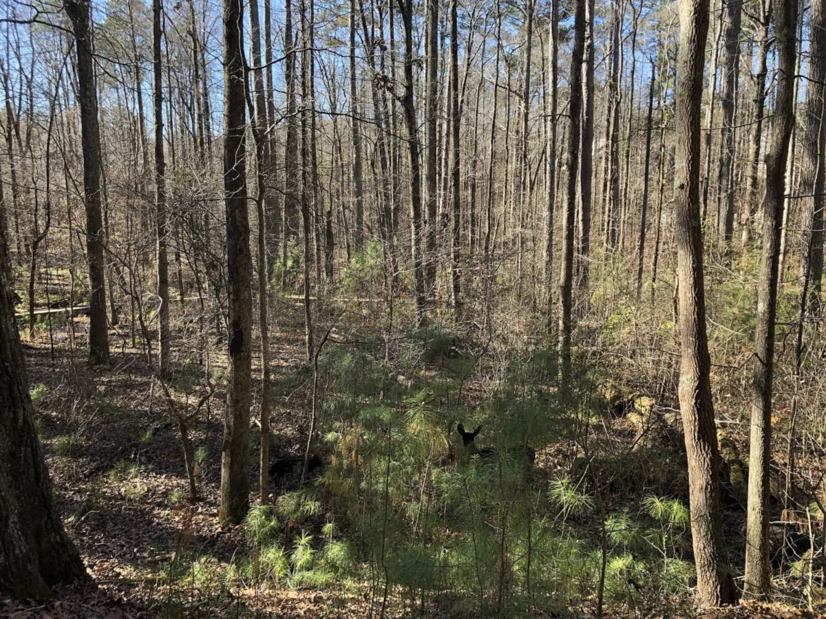 A trail through the woods at Autrey Mill Nature Preserve, 9770 Autrey Mill Road in Johns Creek