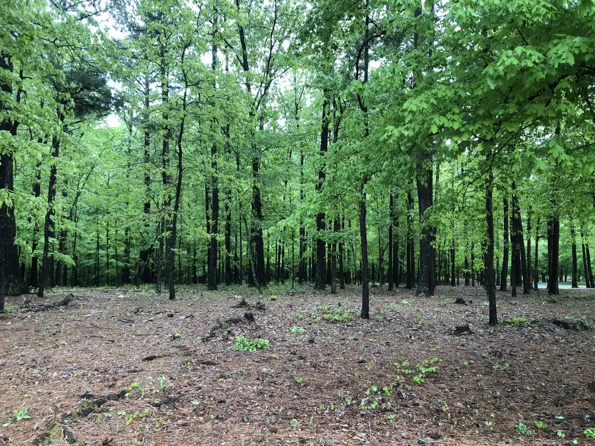 Spring trees at Ocee Park in Johns Creek